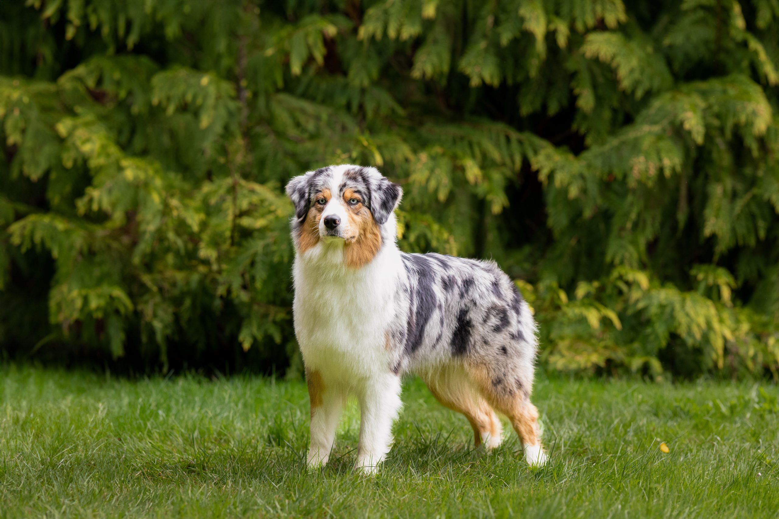 boissets expo apres 1-1